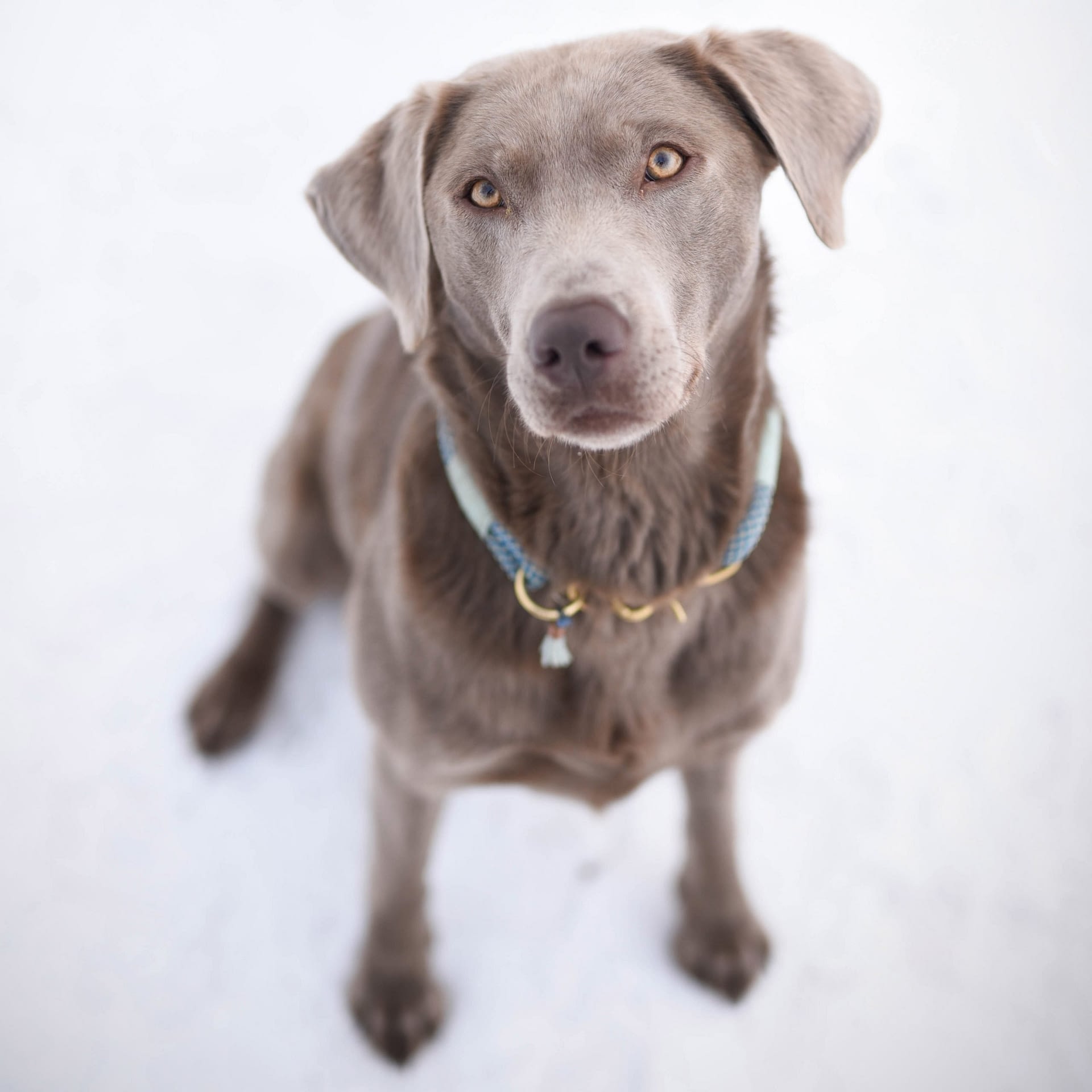 Mein Hund Ruby. Besitzerin Sarah Volpert, Gründerin von Seelenkonferenz