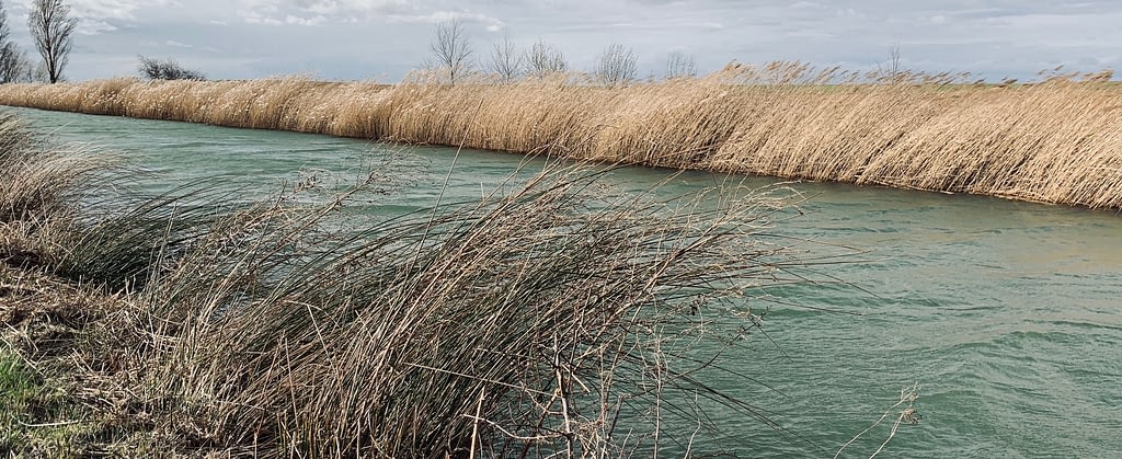Ein fließender Fluss mit Seegrass am Rande. Durch das fließende Wasser verändert sich das Bild des Flusses. Symbolisch für die Phasen der Veränderung